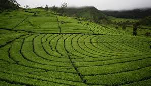 Hasil gambar untuk foto wisata bandung selatan ciwidey