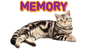 Kết quả hình ảnh cho memory