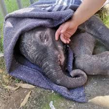 Baby elephant recovers from hardships with dedicated care