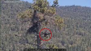 Jackie and Shadow's eaglet Sandy falls out of nest in accidental fledge in Big Bear