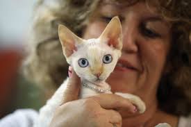 Petra Rudolph cuddles with her devon rexe cat named Pepita at the pet trade fair (Heimtiermesse) at ... - AFP_Getty-155256920