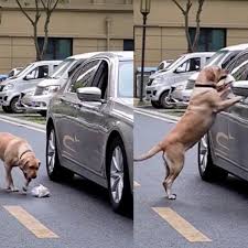 Video viral | Perro le enseña una lección de civismo a ...