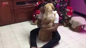 Dog seeking comfort from its owner after undergoing surgery ...
