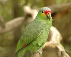 Image of parrots in California