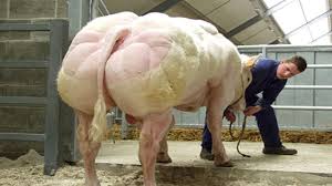 Image result for belgian blue bull meat