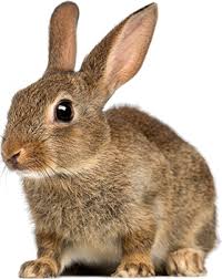 Image result for RABBIT