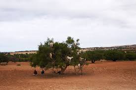 Image result for goat tree