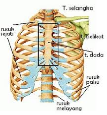 Image result for TULANG RUSUK