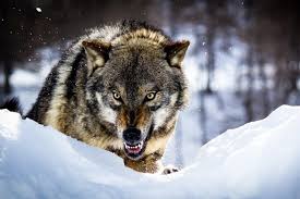 Image result for ‫حمله‬‎