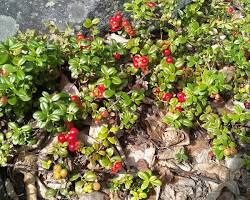 Alaskan Berries: A Burst of Summer Sweetness