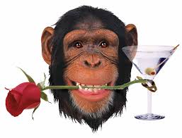 Image result for chimps wearing jewelry pictures