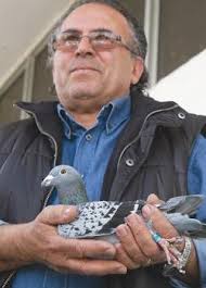 Malta Racing Pigeon Federation president Charles Farrugia with the racing pigeon after its arrival from Athens. Photo: Chris Sant Fournier. - ca095f34381eb19bca026a8e424f15a71189231621-1301690221-4d96376d-620x348