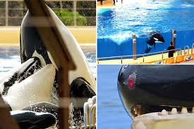 Resultado de imagen de imagenes de loro parque