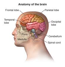 Image result for where is brain