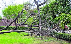 Image result for sagwan image green tree image