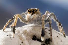 Image result for mount everest