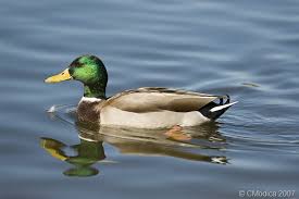 Về MIỀN TÂY ăn cá LINH nhé Ae ... Mời Ae thưởng thức ... !