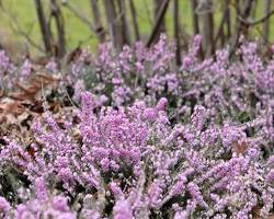 Winter Heather (Erica carnea) plant