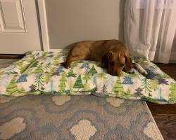 DIY pet blanket made from fabric scrapsの画像