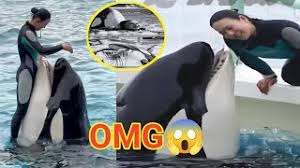 Was Jessica Radcliffe swallowed by a dolphin? Watch the video - YouTube