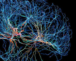 Immagine di human brain with highlighted genes and synapses