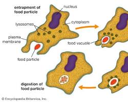 صورة phagocytosis process