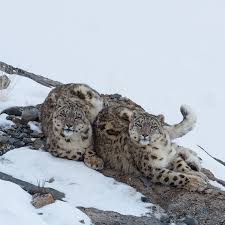 The Journey of a Snow Leopard Mother and Her Cubs: A Tale of Survival ...