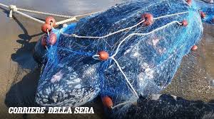 Trend Google: tartaruga gigante