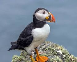 Puffin