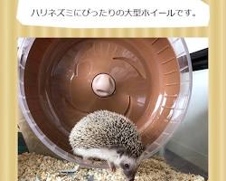 ハリネズミの回し車の画像