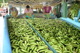 Resultado de imagen para fotos de guineos cultivados en montecristi para exportar hacia europa