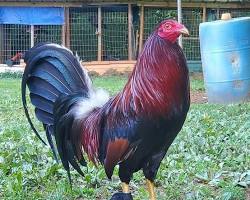 Image of Cardinal Kelso Gamefowl rooster