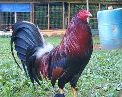 Image of Cardinal Kelso Gamefowl rooster