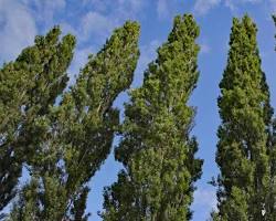 Image of Poplar trees