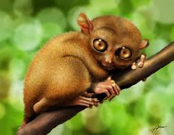 tarsier க்கான பட முடிவு