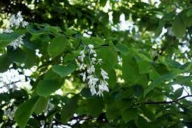 Image result for sagwan image green tree image