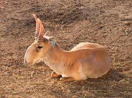 Résultat de recherche d'images pour "saiga antelope"