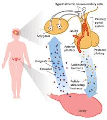 Sex Hormones Depression
