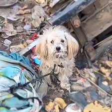 CEBU CITY : ANIMAL WELFARE | Facebook