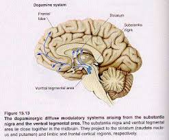 Image result for ventral striatum
