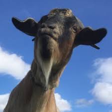 Image result for GOAT