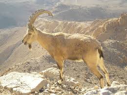 Image result for GOAT