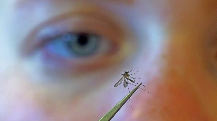 NYC reports first human West Nile virus case of 2026; health officials urge precautions as virus found in 1,000+ mosquito pools citywide