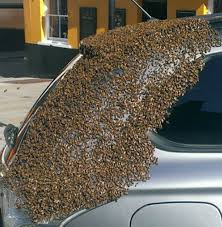 The professionals were called in twice to remove this swarm ...