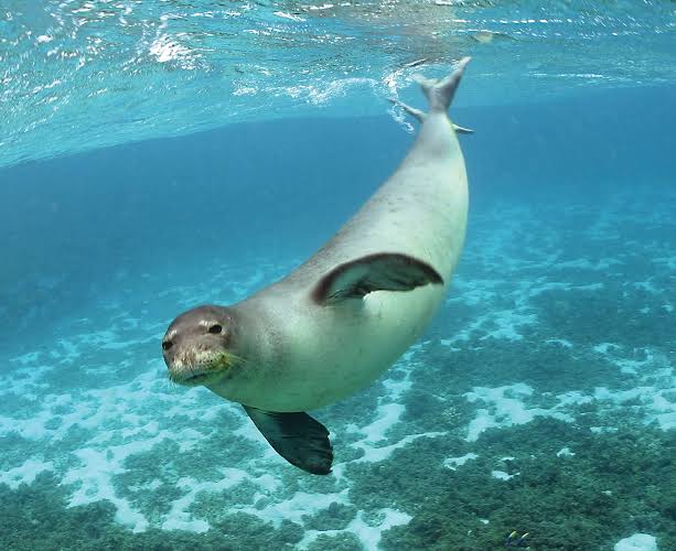 ⭐ Travel Guide for Island Crete ⛵, Greece❗ - Mediterranean Monk Seal