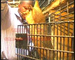 Image result for grasscutter and snail farming