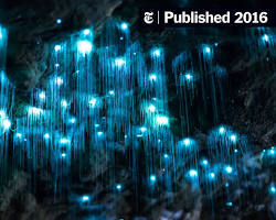 Glowworms bioluminescent insects