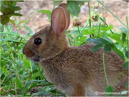 Image result for RABBIT