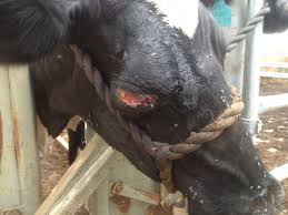 Image result for eyeball enucleation cattle