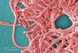 Unresolved Mystery: Nova Scotia Health Officials Struggling to Identify Legionnaires' Disease Outbreak Origin - 1